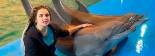 Обитатели одесского дельфинария спели «Червону калину» (видео)