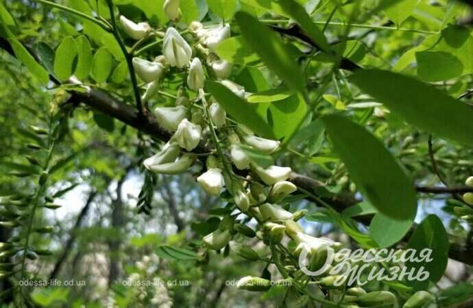 цветущая акация