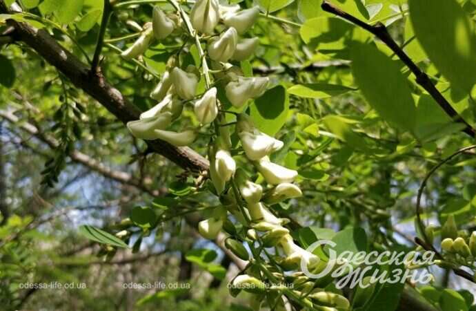 цветущая акация