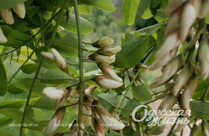 цветущая акация