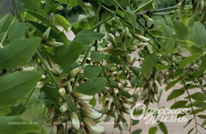 цветущая акация