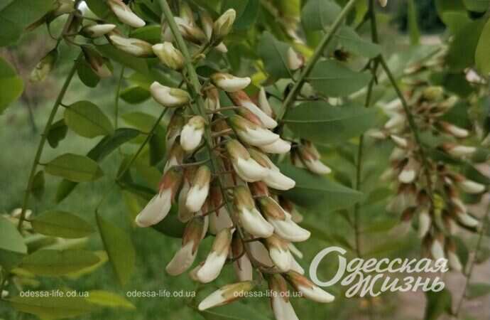 цветущая акация