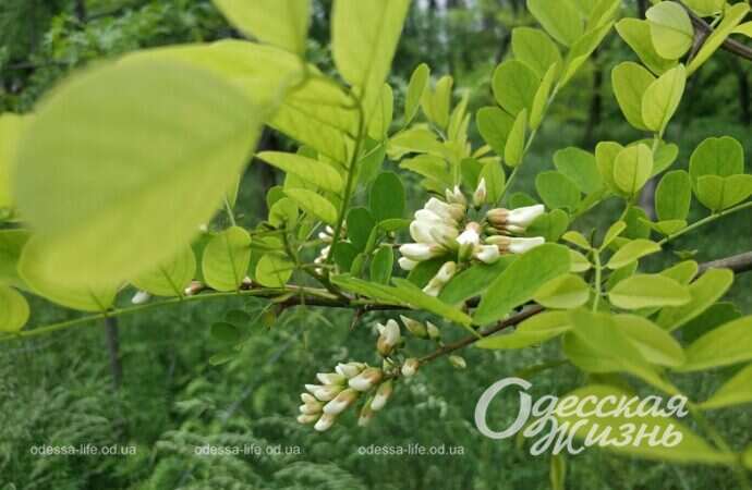 цветущая акация