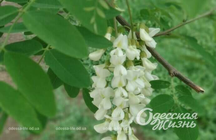 цветущая акация