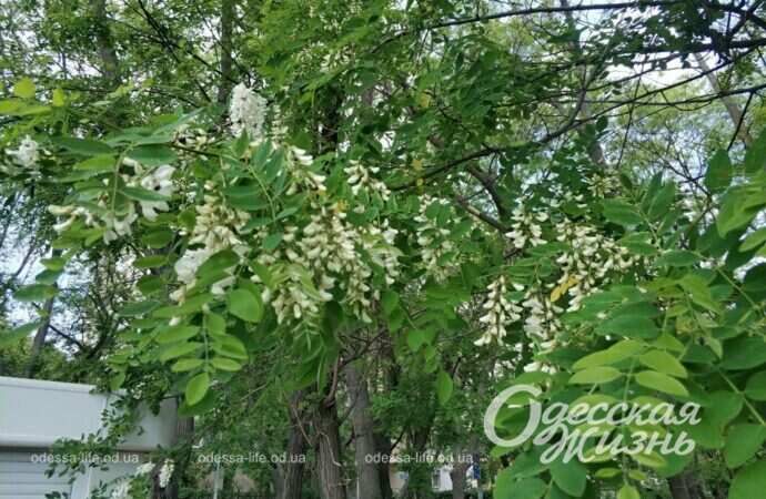 цветущая акация