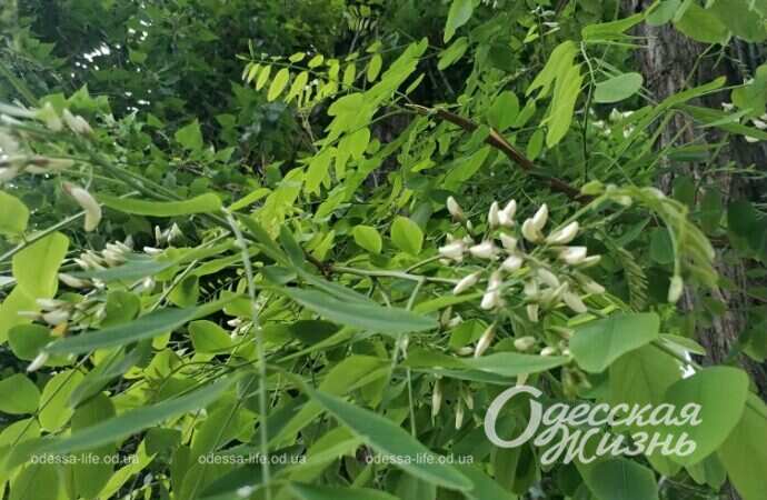 цветущая акация