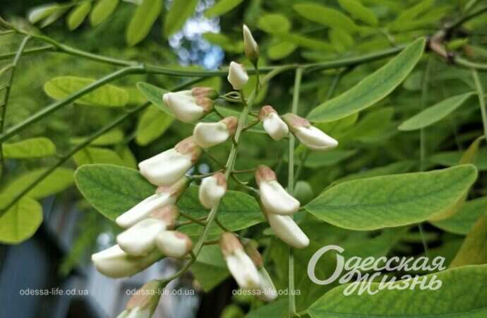 цветущая акация