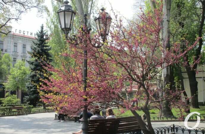 Погода в Одессе 6 мая: почти лето?