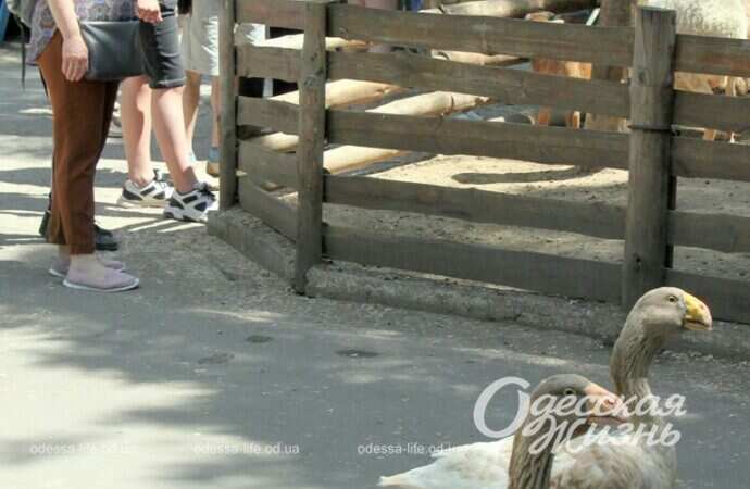 праздник в зоопарке