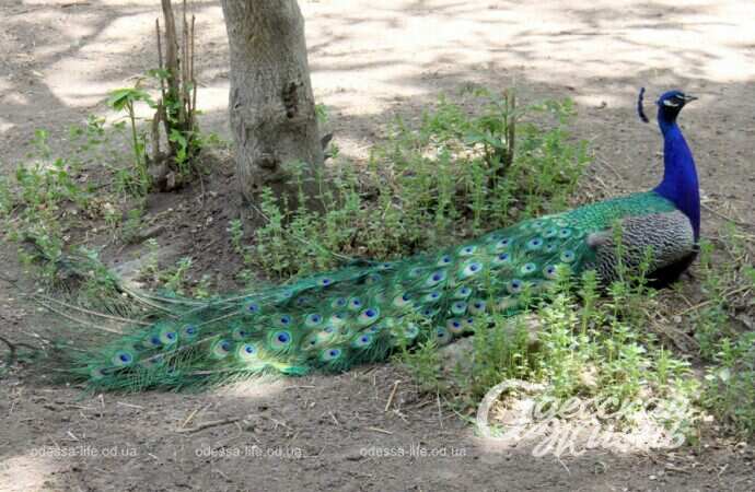 праздник в зоопарке