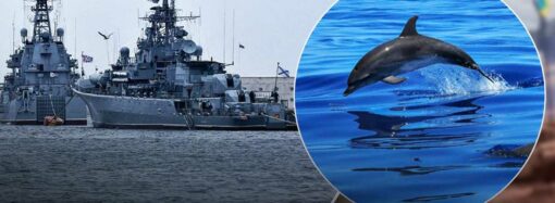 Действия российских военных в Черном море ведут к гибели дельфинов и рыб