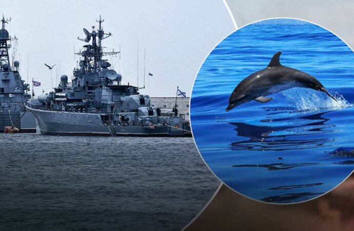 Дії російських військових у Чорному морі ведуть до загибелі дельфінів та риб