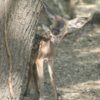 Одесский зоопарк приглашает посмотреть на маленького Бэмби