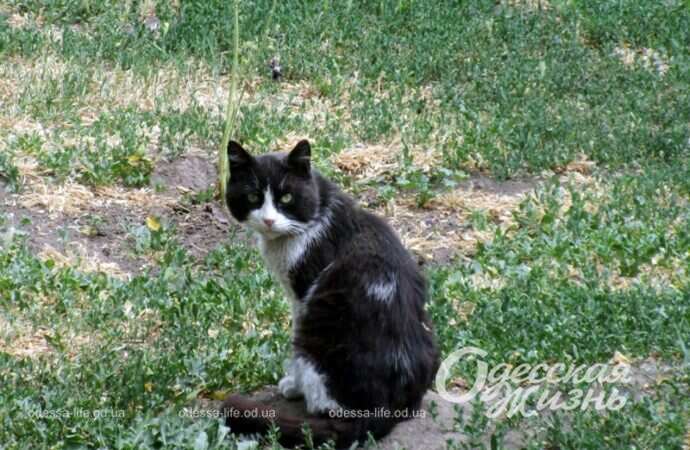 Александровский проспект, лето 2022-18