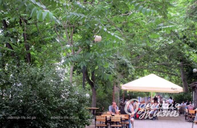 Александровский проспект, лето 2022-7