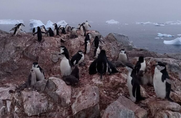 Антарктида