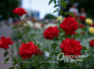 В Одессе вовсю цветут розы (фоторепортаж)