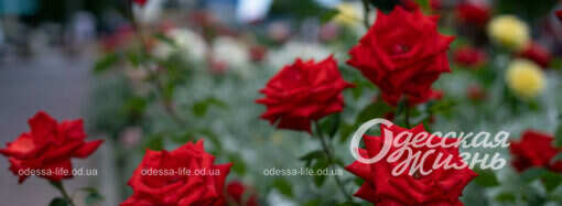 В Одесі цвітуть троянди (фото)