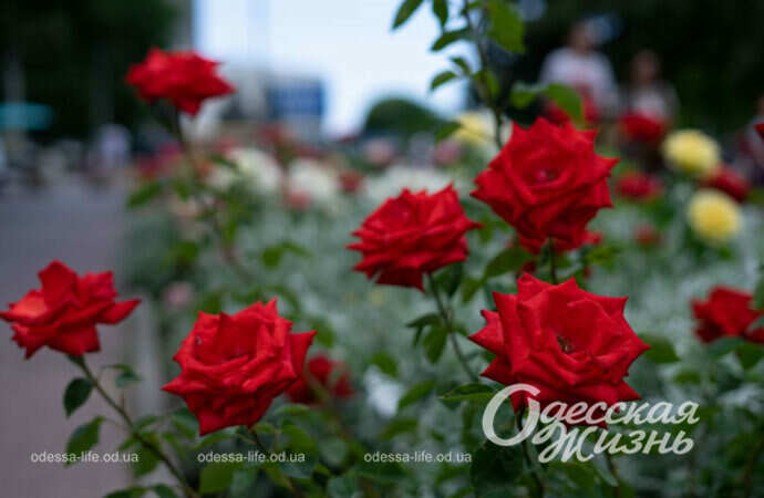 В Одессе вовсю цветут розы (фоторепортаж)