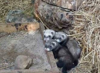 В Одеському зоопарку знову поповнення: досить миловидне (фото)