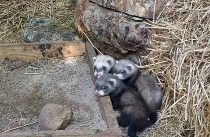 В Одесском зоопарке снова пополнение: довольно миловидное (фото)