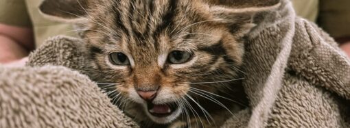 Одеські ветеринари виходжують червонокнижних кошенят: їхня мати загинула під обстрілом