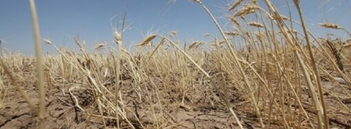 В Одесской области засуха: насколько уменьшится урожай?