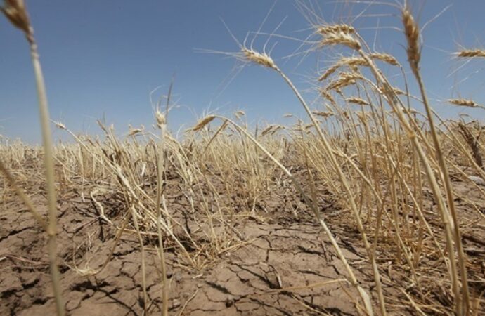 В Одесской области засуха: насколько уменьшится урожай?