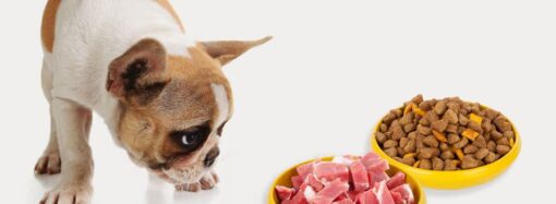 Какой корм для собак лучше: сухой или натуральный