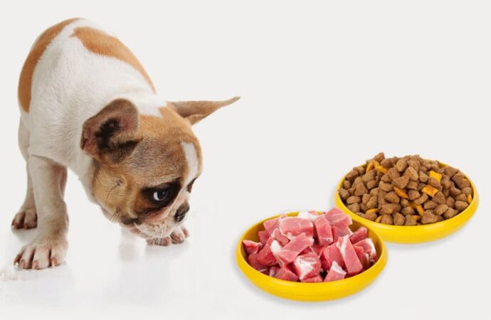 Який корм для собак краще: сухий чи натуральний