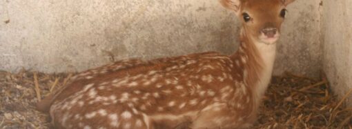 Бебі-бум в Одеському зоопарку: світло побачили дитинчата лані