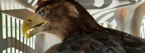 В Одесу залетів величезний хижий птах (фото)