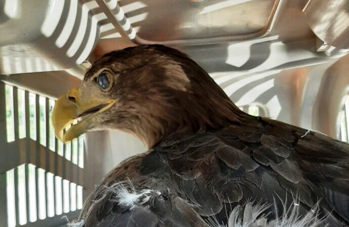 В Одессу залетела огромная хищная птица (фото)