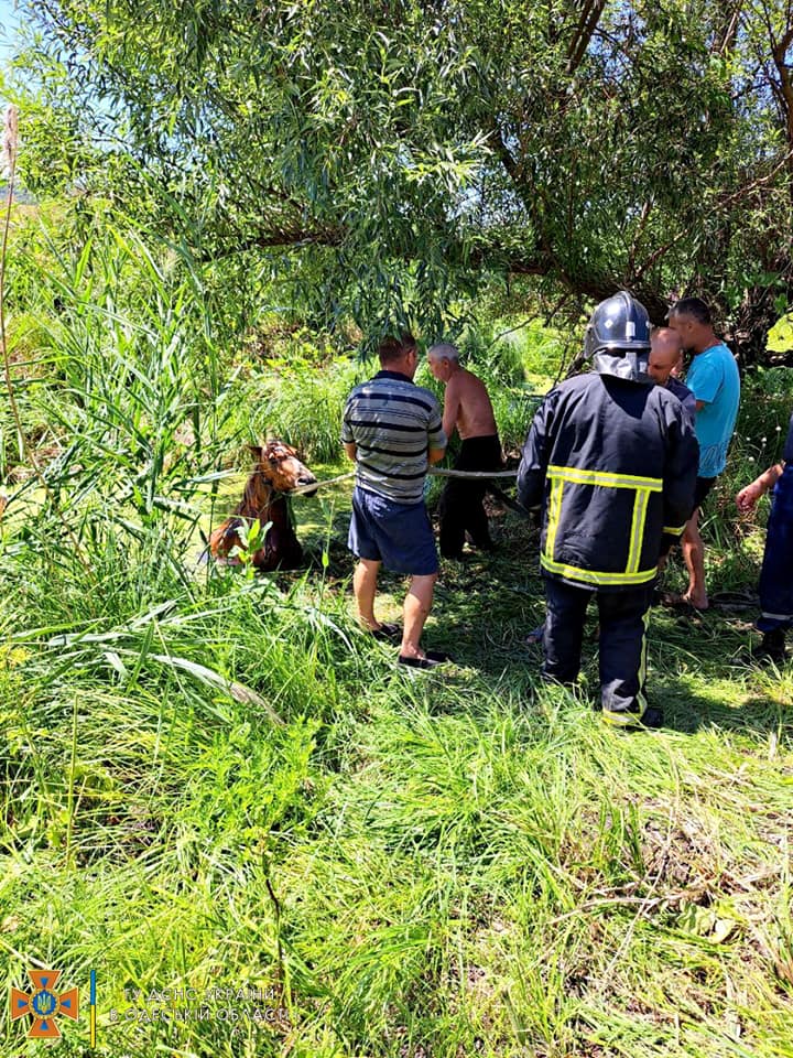 спасатели вытащили из болота лошадь