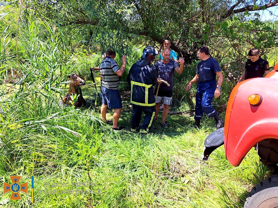 спасатели вытащили из болота лошадь