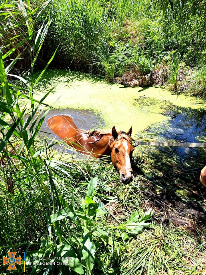 рятувальники витягли з болота коня
