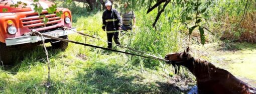 Спасатели в Одесской области вытащили из болота лошадь (фото)
