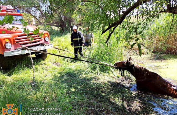Рятувальники на Одещині витягли з болота коня (фото)