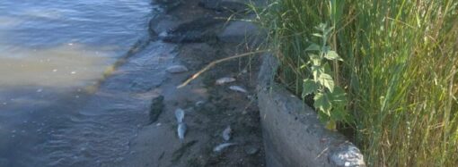 В Одесской области произошел замор рыбы: какую рыбу не стоит покупать