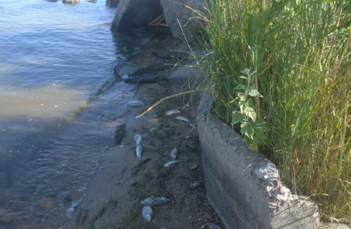 На Одещині стався замор риби: яку рибу не варто купувати