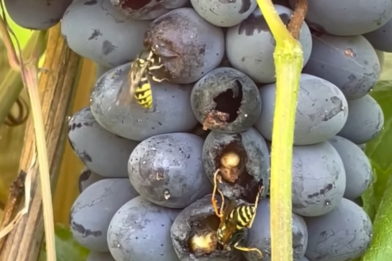 Виноград атакуют осы