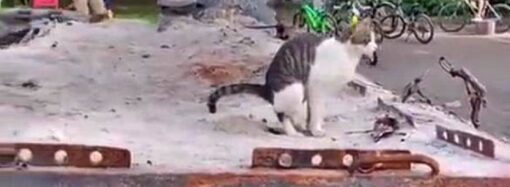 Одесский кот демилитаризировал российскую бронемашину