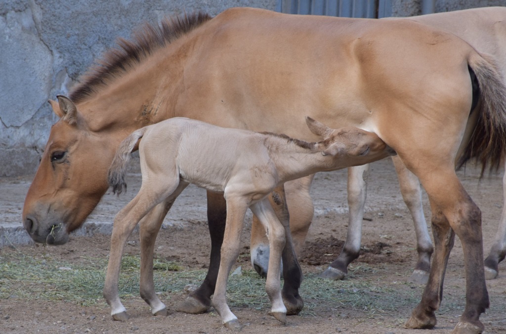 конячок Пржевальського з мамою