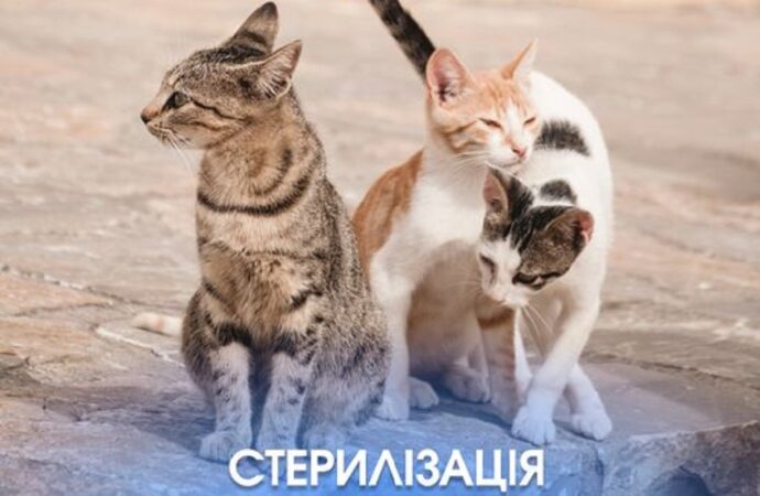 Одесситам рассказали, как стерилизовать уличных кошек и собак