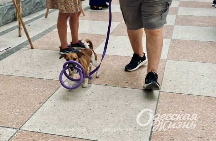 Гашение марки с псом Патроном в Одессе7