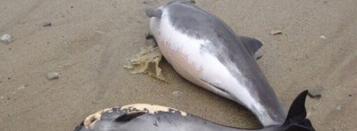 Одесситов просят сообщать о случаях гибели дельфинов – как это сделать