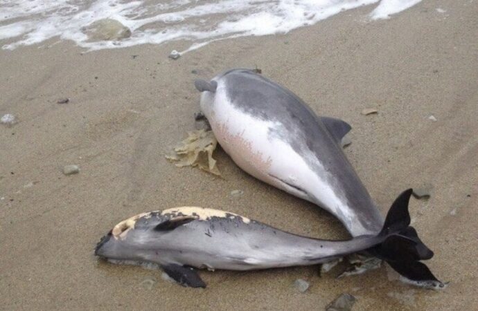 Одеситiв просять повідомляти про випадки загибелі дельфінів – як це зробити