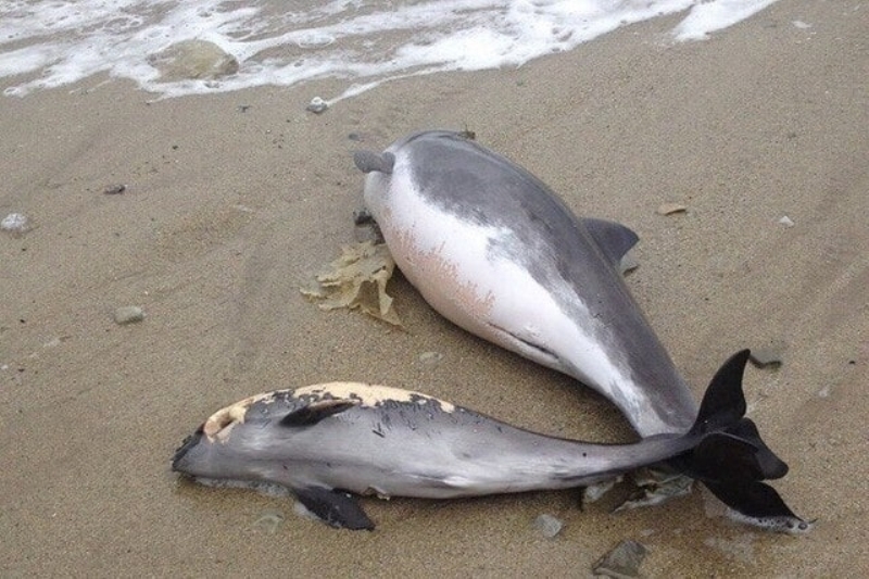 загибель дельфінів