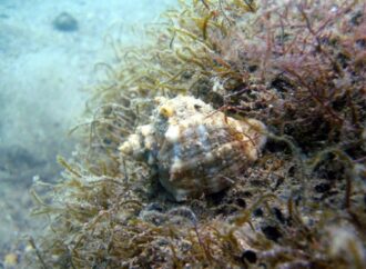 День Черного моря: как война поменяла морскую экологию?