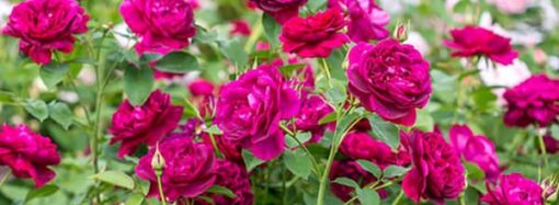 Английские розы – пышные цветы с пьянящим ароматом